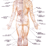 Acupuncture_trigger_points